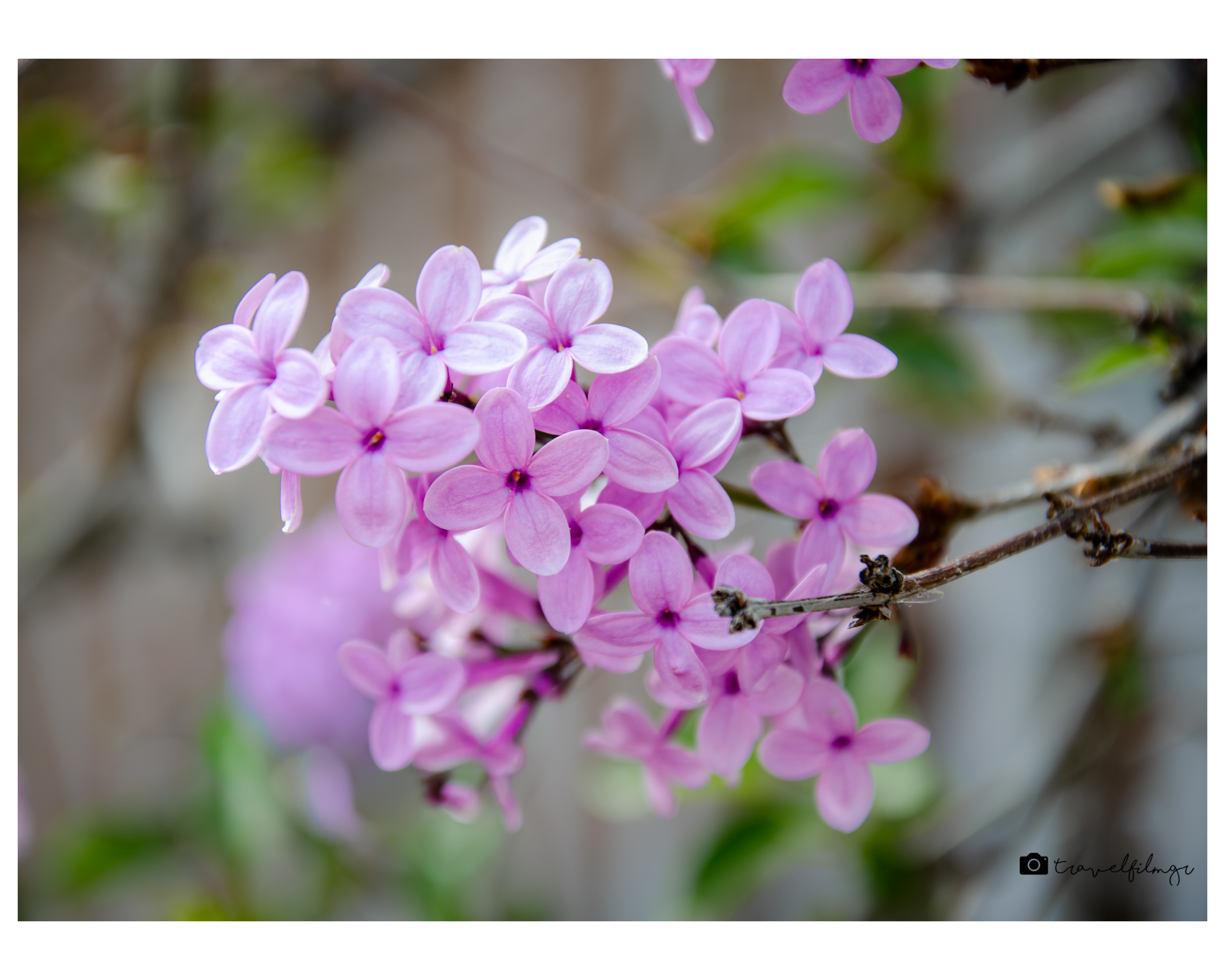 Whispers of Spring in Pink